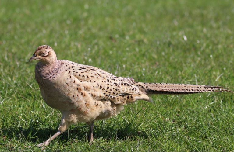 Hen Pheasant