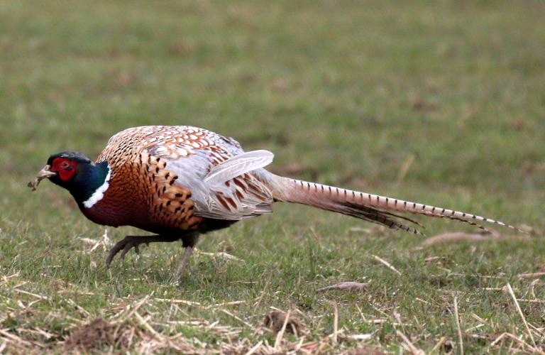 Cock Pheasant