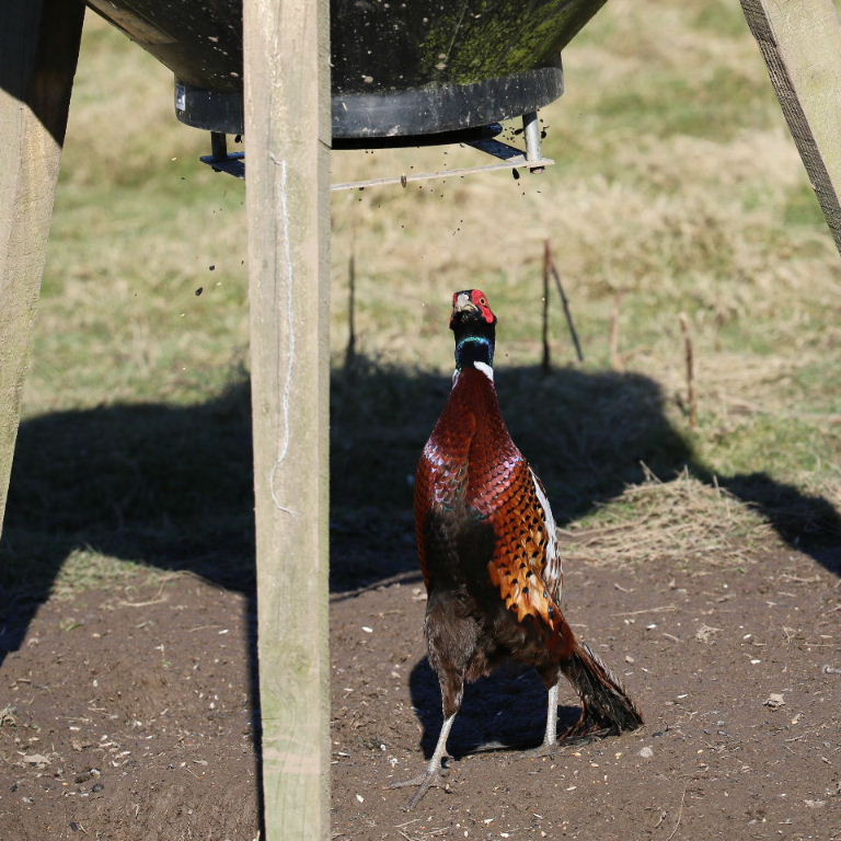 Pheasant with seeds falling