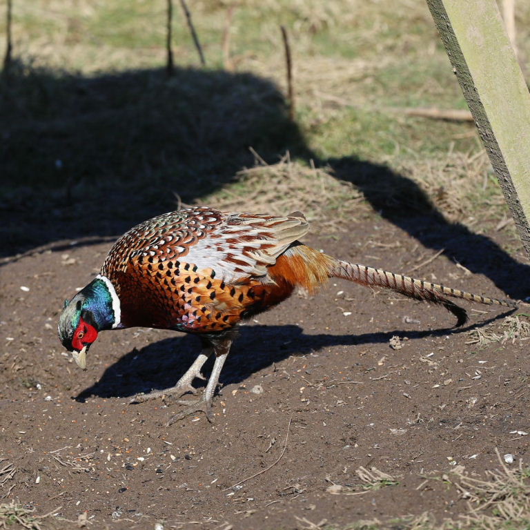 Pheasant with seeds