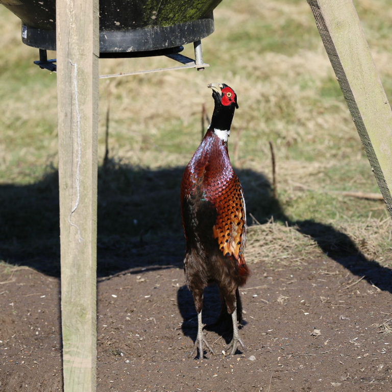 How tall is a pheasant