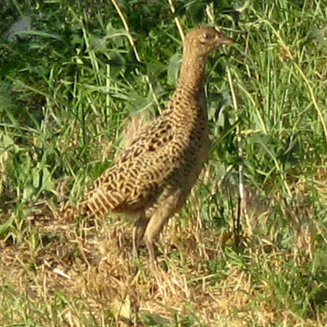 Common Pheasant juvenile