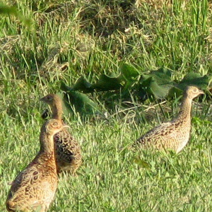 Common Pheasant chicks