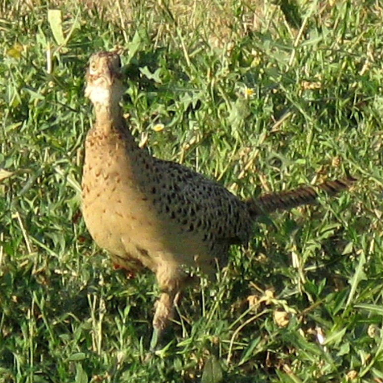 Common Pheasant female