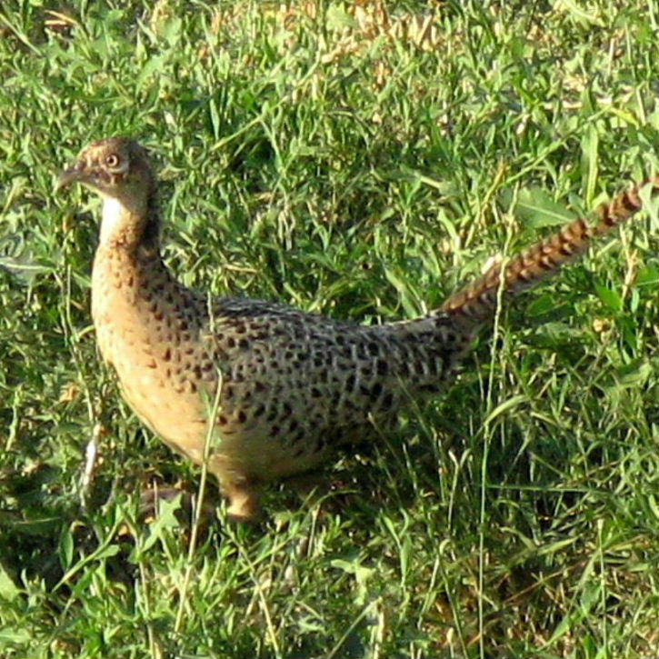 Common Pheasant female