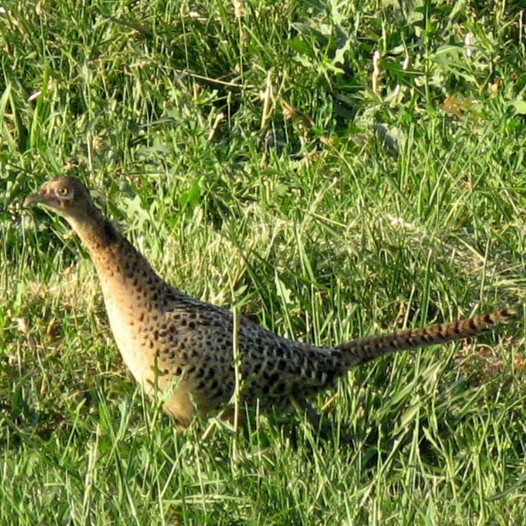Pheasant hen
