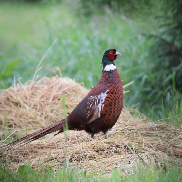 Ring-necked Pheasant male Kazakhstan