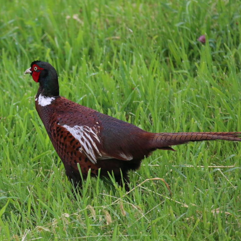 Ring-necked Pheasant male Kazakhstan