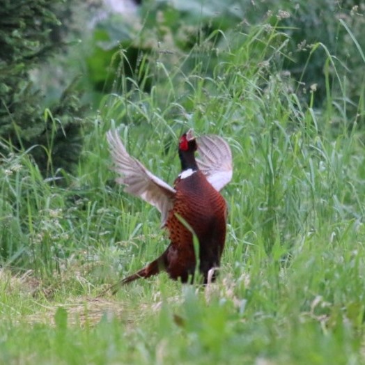 Ring-necked Pheasant male Kazakhstan