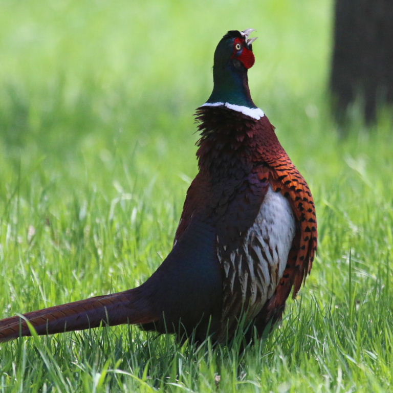 Ring-necked Pheasant male