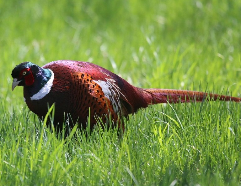 Ring-necked Pheasant male