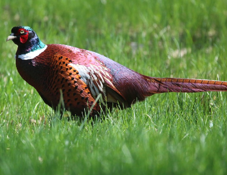 Common Pheasant male