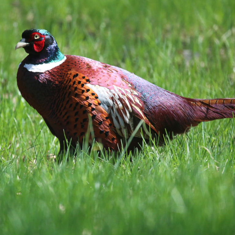 Common Pheasant male