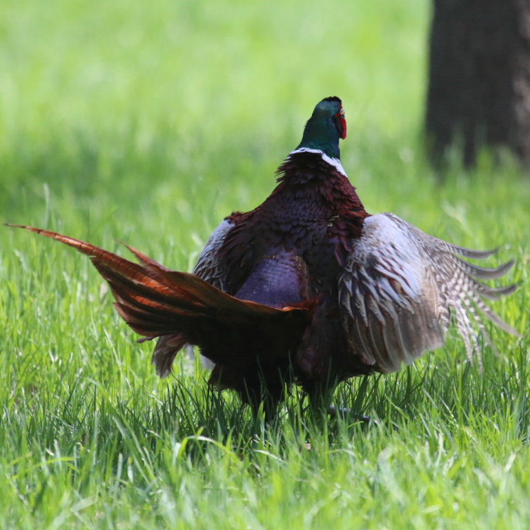 Ring-necked Pheasant male Kazakhstan