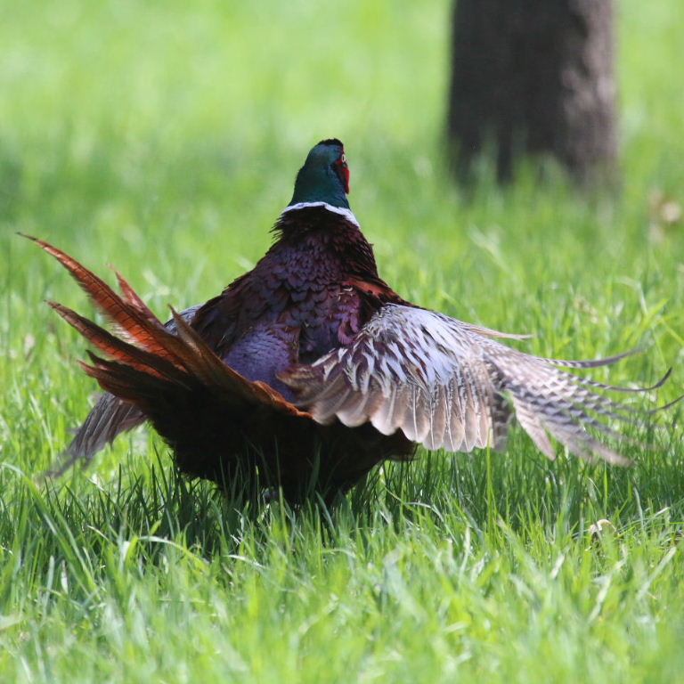 Ring-necked Pheasant male