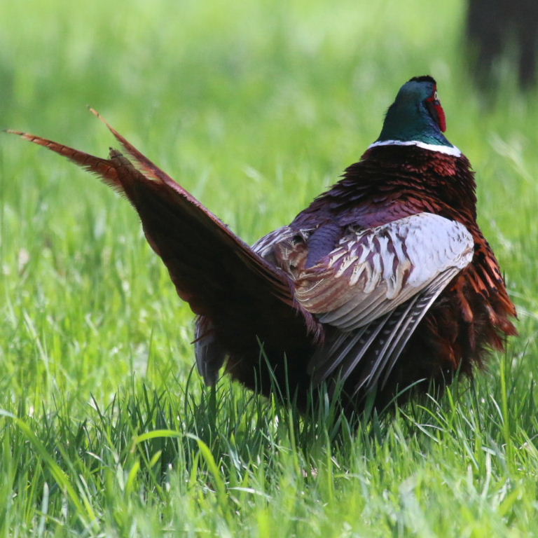 Common Pheasant male