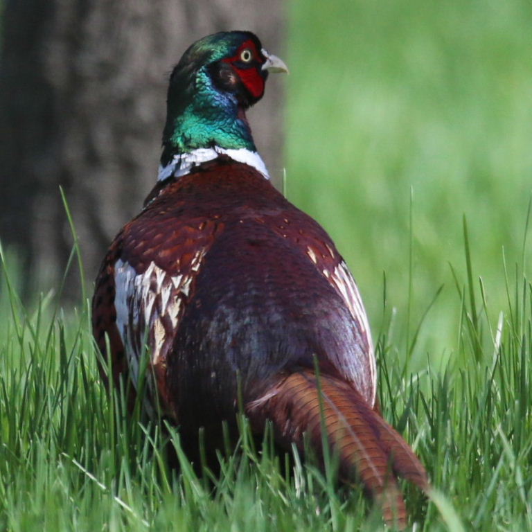 Ring-necked Pheasant male