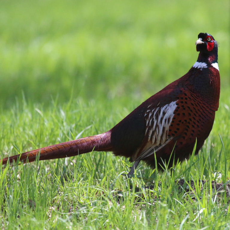 Ring-necked Pheasant male