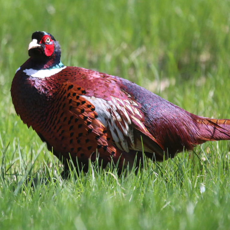 Common Pheasant male Kazakhstan