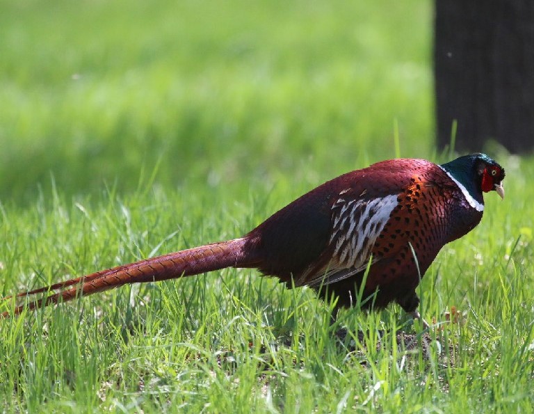 Ring-necked Pheasant male Kazakhstan