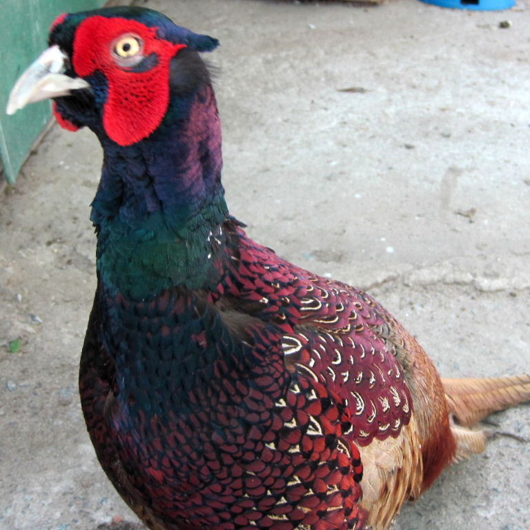 Pheasant male
