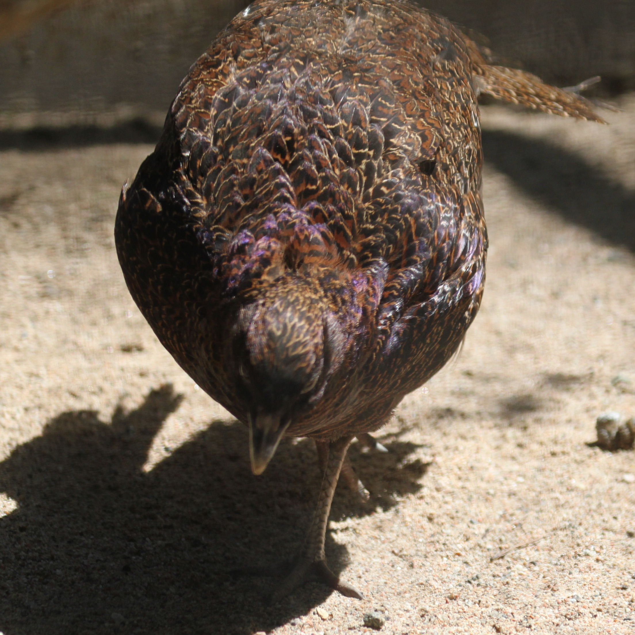 Pheasant female