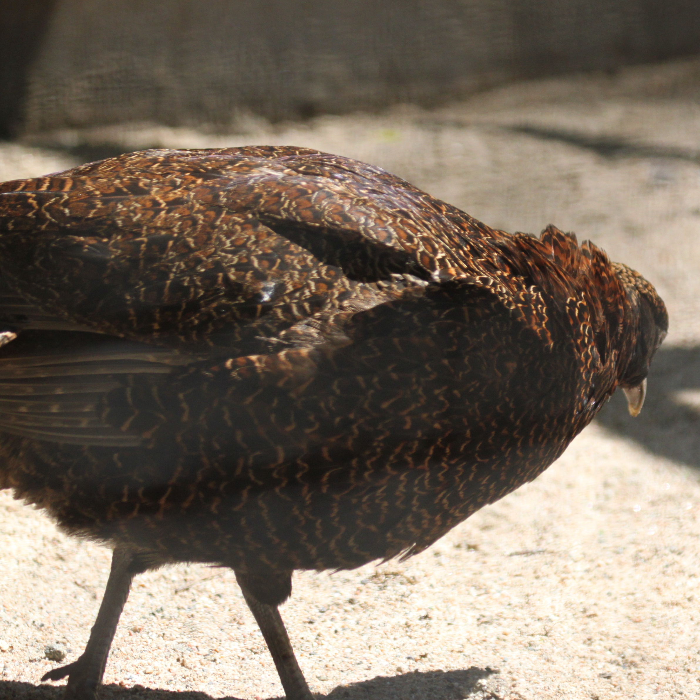 Pheasant