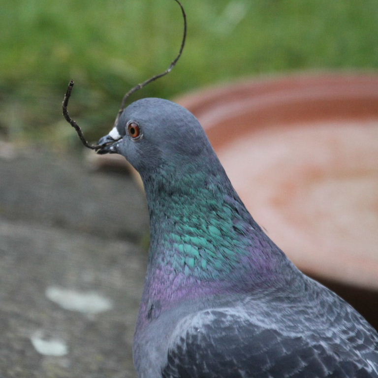 Pigeon with nest material