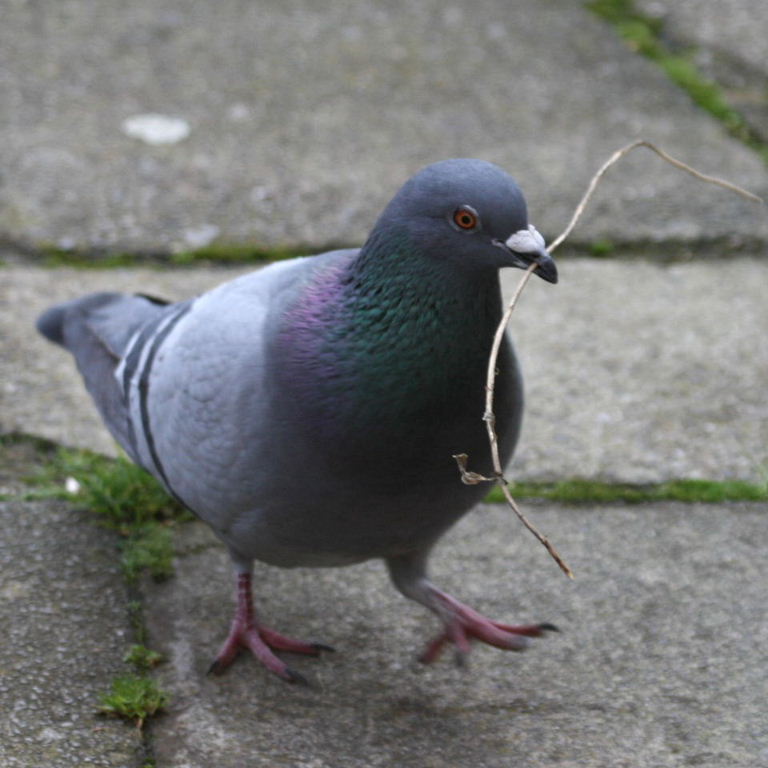 Pigeon gathering nesting material