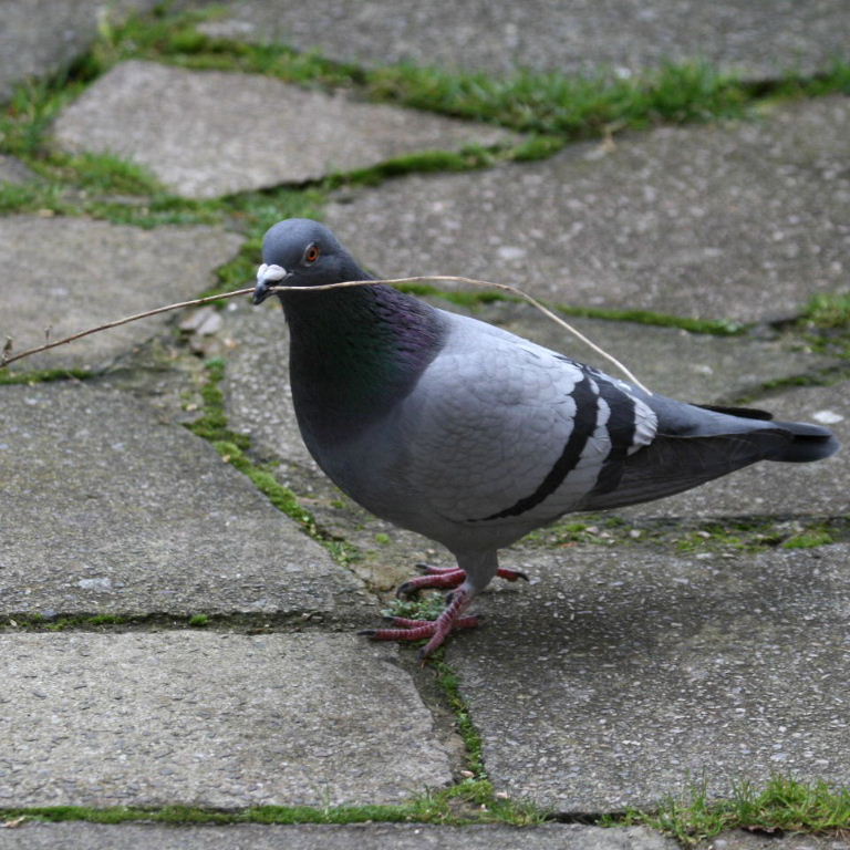 Pigeon