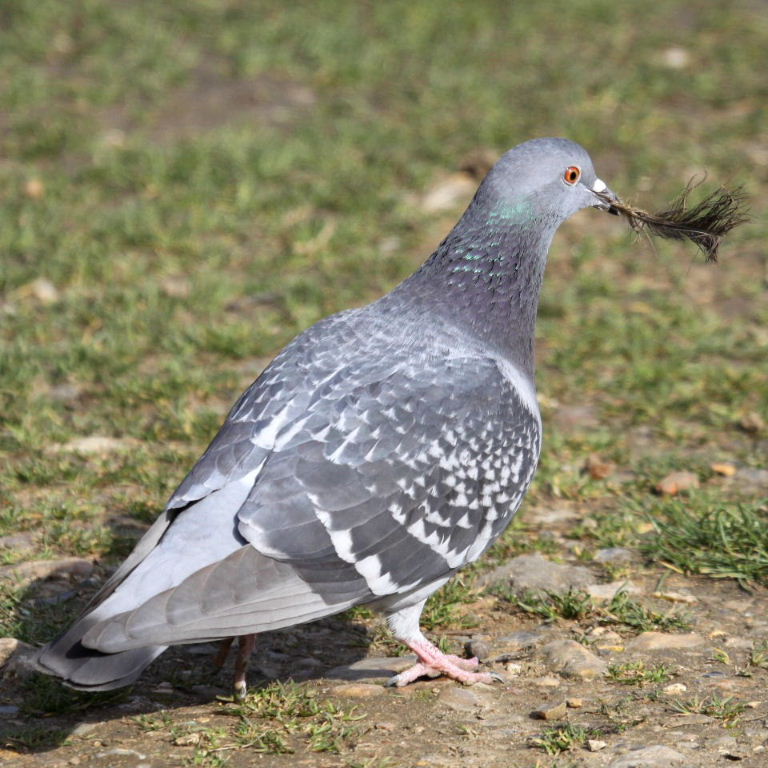 Pigeon