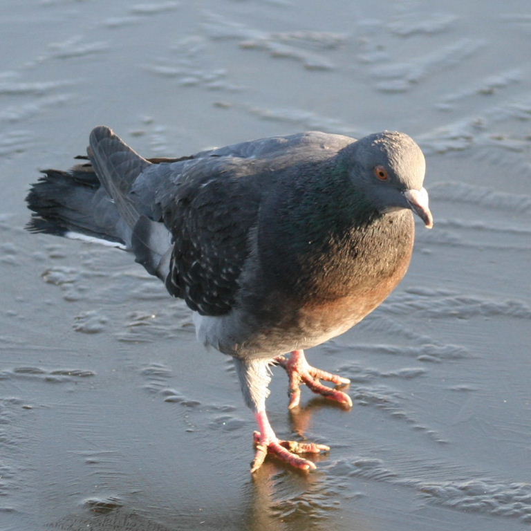 Pigeon iceskating