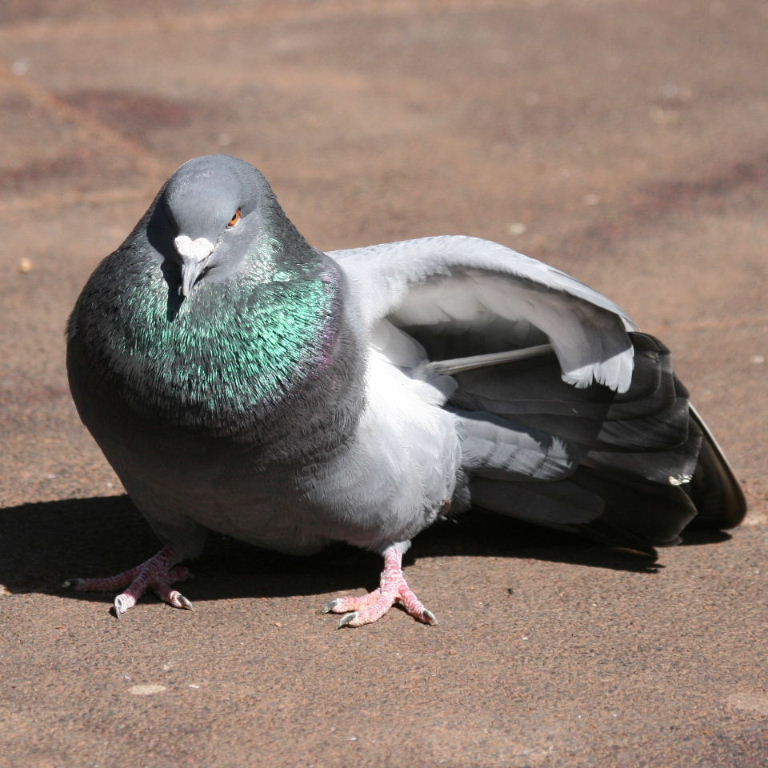 Feral Pigeon