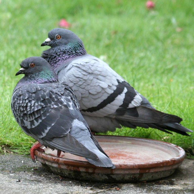 Town Pigeons