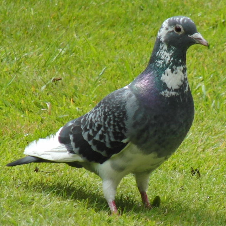 Pigeon
