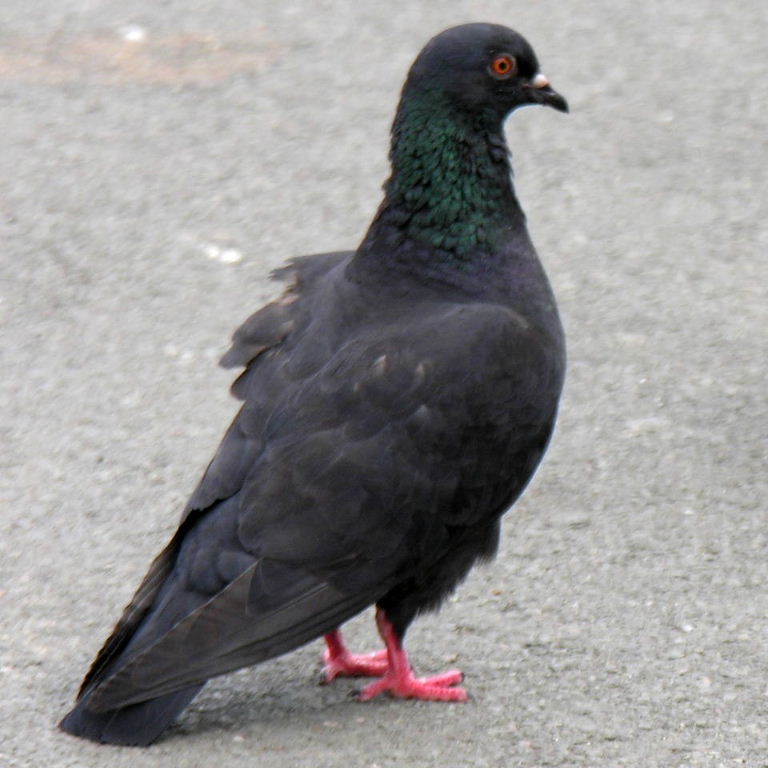Feral Pigeon Feral Pigeon