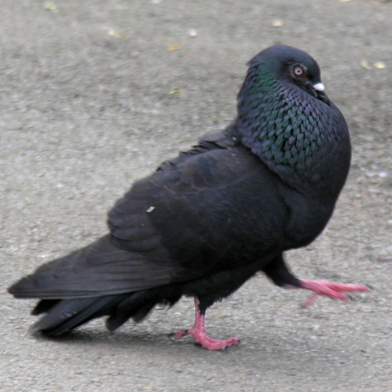 Pigeon