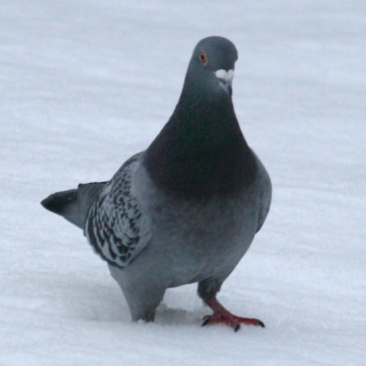 Pigeon in snow