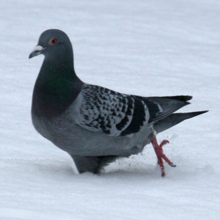 Pigeon in snow