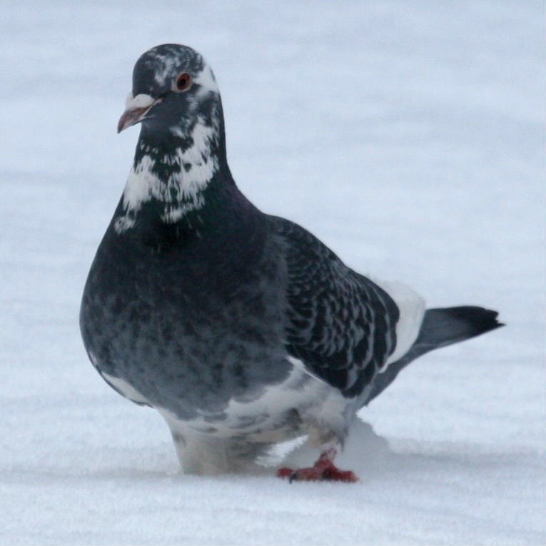 Pigeon in snow