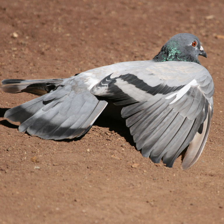 Pigeon sunbathing