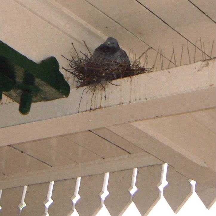 pigeon nesting on anti-pigeon spikes