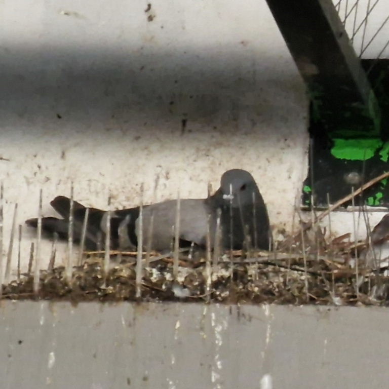 Pigeon