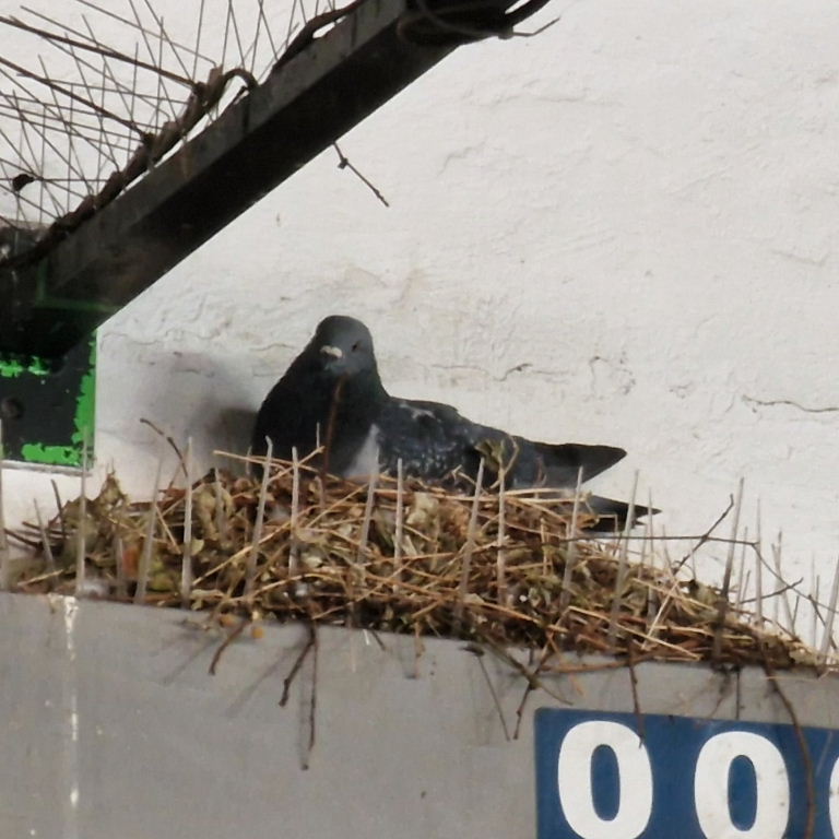 pigeon