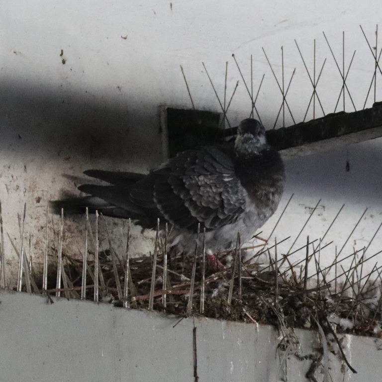 pigeon