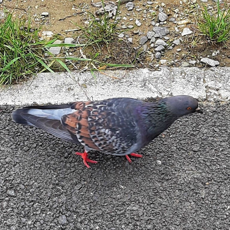 blue and red Pigeon