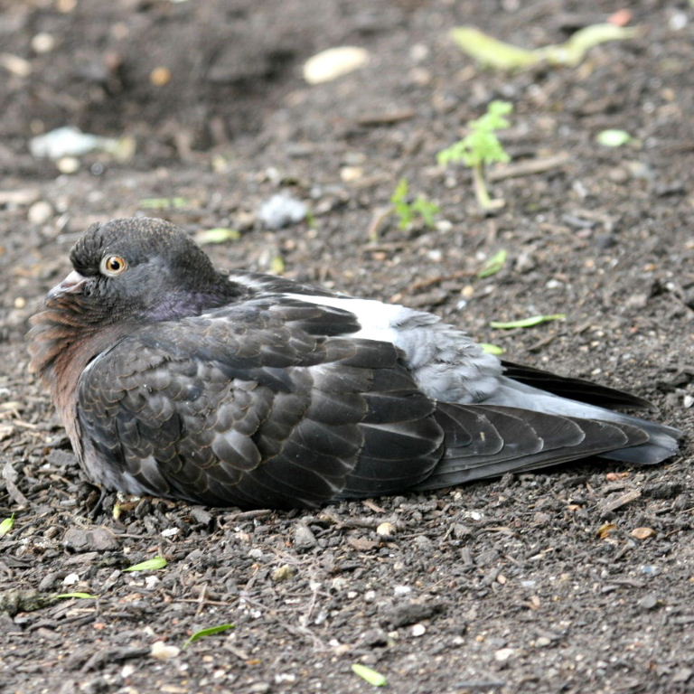 Pigeon