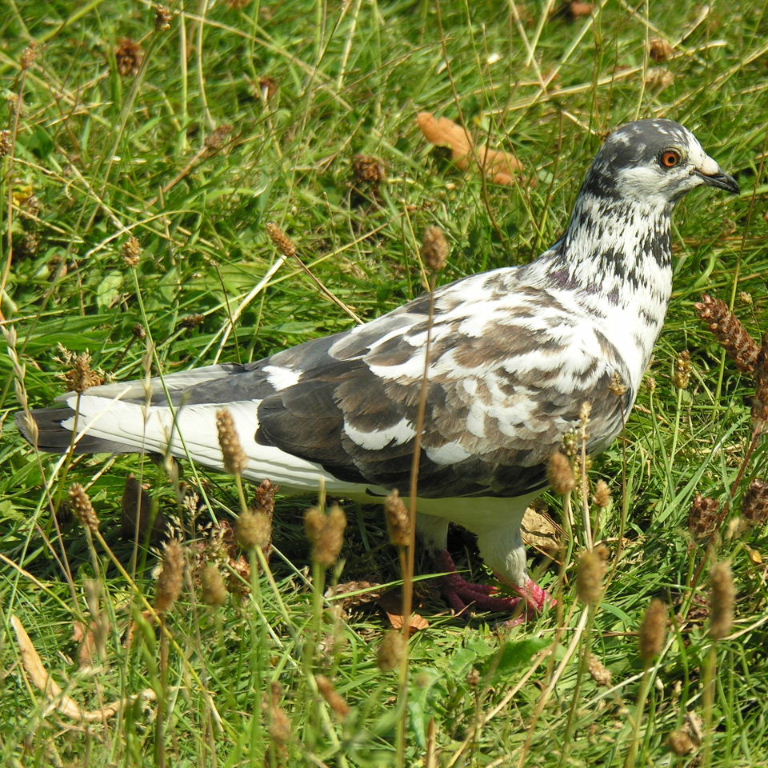 pied Pigeon