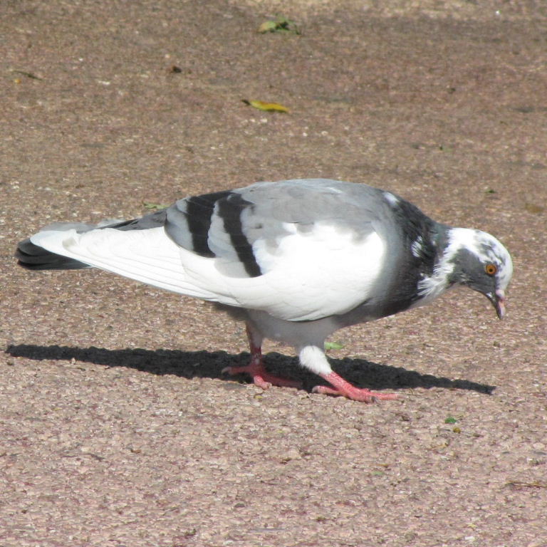 Pigeon