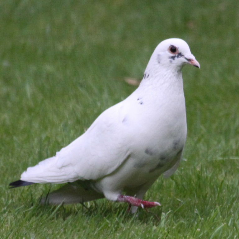 pigeon